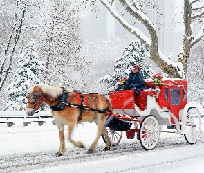 Koń, Zima, Ulica, Bryczka