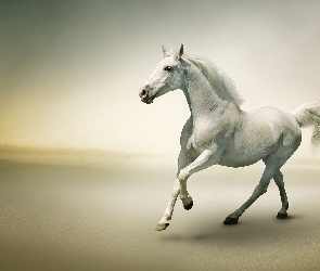 Koń, Galop