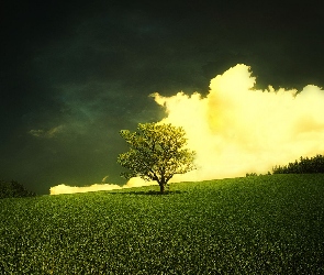 Drzewo, Chmury, Łąka