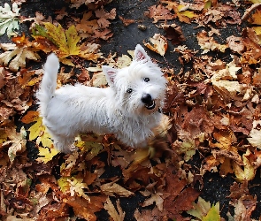 Biały, West Highland White Terrier, Piesek