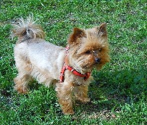 
, Yorkshire Terrier