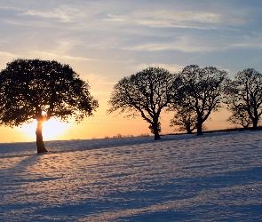 Śnieg, Słońce, Zachodzące, Drzewa