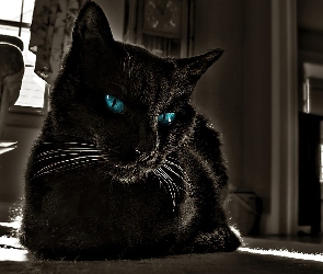 Czarny, Oczy, Niebieskie, Kot