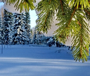 Zima, Drzewo, Lasy, Ośnieżone