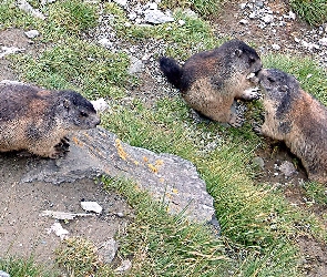 Kamienie, Trawa, Świstaki