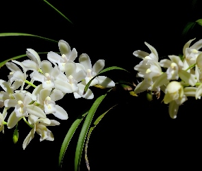 Biała, Orchidea
