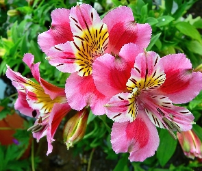 Kwiaty, Alstroemeria, Różowa