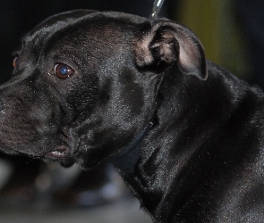 morda, Staffordshire Bull Terrier