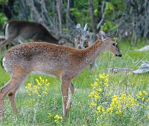 Las, Łąka, Młody, Jeleń