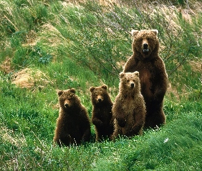 Niedźwiedzie, Łąka
