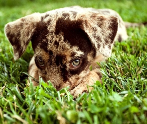 Owczarek australijski, Australian shepherd