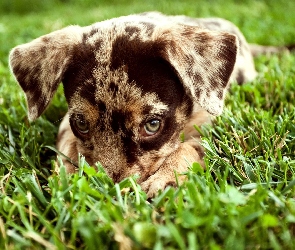 Australian shepherd, Owczarek australijski