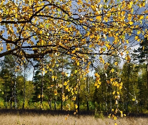 Jesień, Liście, Las, Brzozowy