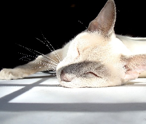 Śpiący, Cień, Okno, Kot