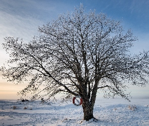 Drzewo, Zima, Śnieg