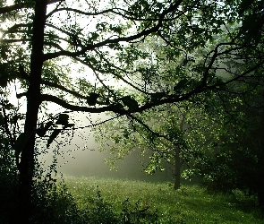 Las, Polana, Mgła, Drzewa