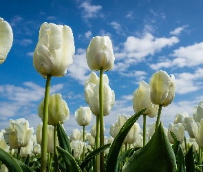 Białe, Tulipany