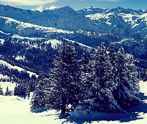 Góry, Zima, Zbocza, Drzewa, Śnieg