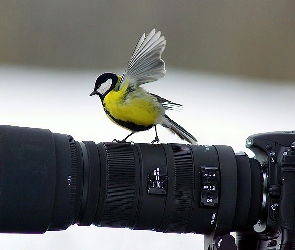 Sikora, Fotograficzny, Aparat, Bogatka