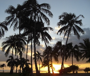 Zachód Słońca, Hawaje, Oahu, Palmy