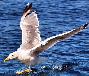 Ptak, Skrzydła, Woda, Lądowanie, Albatros