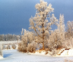 Drzewa, Zima, Droga