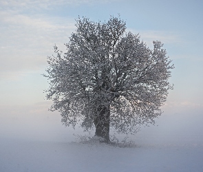 Zima, Drzewo, Mgła