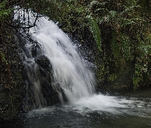 Wodospad, Paprocie