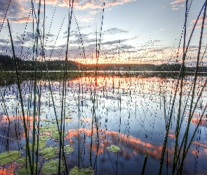 Trawy, Jezioro, Zachód, Słońca