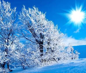 Promienie, Zima, Drzewa, Słońca