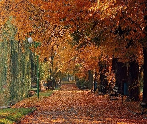 Ławki, Aleja, Jesień, Park