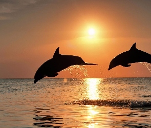 Dwa, Woda, Zachód, Słońca, Delfiny