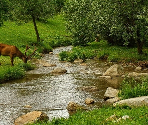 Rzeka, Łąka, Jeleń, Las