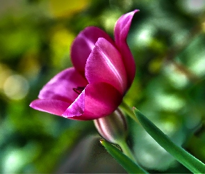 Różowy, Tulipan