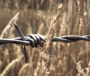 Drut, Kolczasty, Trawa