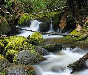 Roślinność, Kamienie, Rwąca, Rzeka