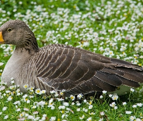 Gęś, Łąka