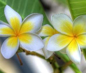 Kwiat, Lei