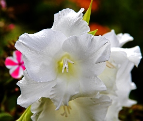 Kwiaty, Białe