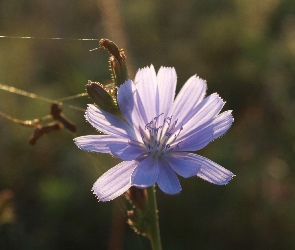 Kwiat, Cykoria Podróżnik, Fioletowy