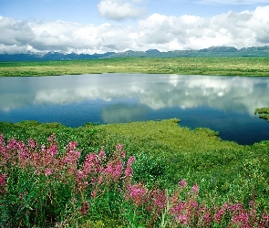 Woda, Góry, Kwiaty, Trawa, Alaska