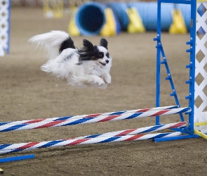 Spaniel kontynentalny miniaturowy Papillon, przeszkoda