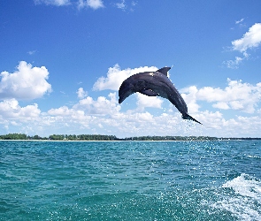 Delfin, Skok, Morze