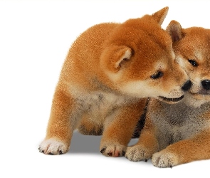 Dwa, Szczeniaki, Shiba Inu