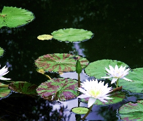 Lilia, Kwiaty, Staw, Wodna