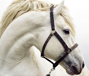 Biały, Uzda, Koń