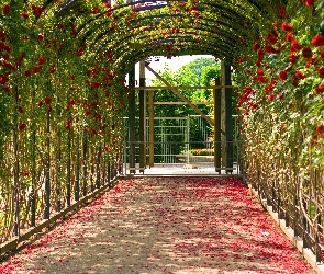 Pergola, Płatki, Róże