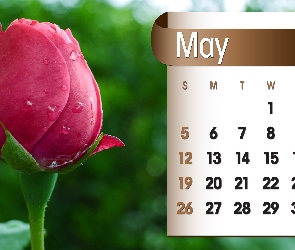 Kalendarz, 2013r, Maj, Róża