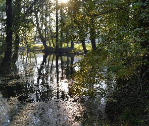 Bluszczem, Porośnięte, Staw, Drzewa