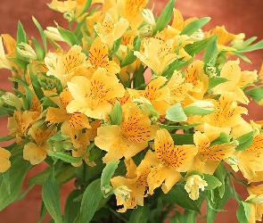 Żółtych, Kwiatów, Bukiet